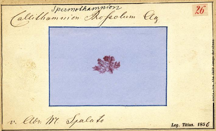 Spermothamnion roseolum _26.jpg